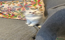 Ragdoll cats for sale: Lynx fluffballs  - Image 15