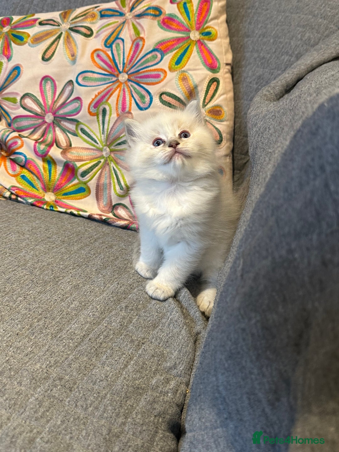 Ragdoll cats for sale: Lynx fluffballs  - Image 15