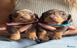 Miniature Dachshund dogs for sale: Kennel club registered dachshund puppys PRA clear  - Image 19