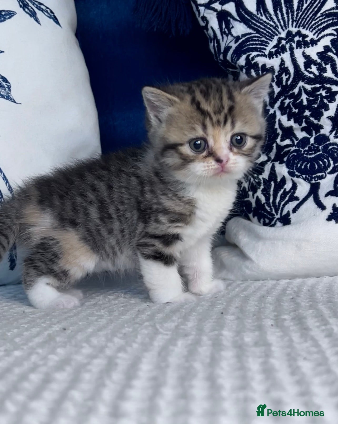 British Shorthair cats Beautiful British short hair kittens - Advert 16