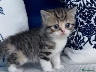 British Shorthair cats Beautiful British short hair kittens - Advert 16