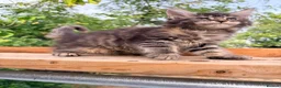 Maine Coon cats for sale: Stunning GCCF Maine Coons available  - Advert 34
