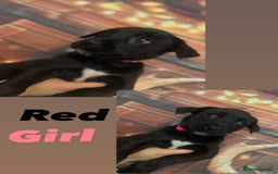 Mixed Breed dogs for sale: Mastiff collies  - Image 12