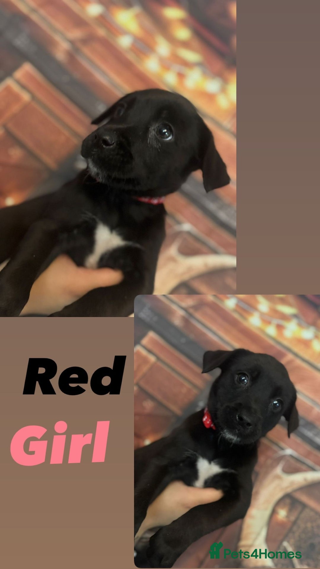 Mixed Breed dogs for sale: Mastiff collies  - Image 12