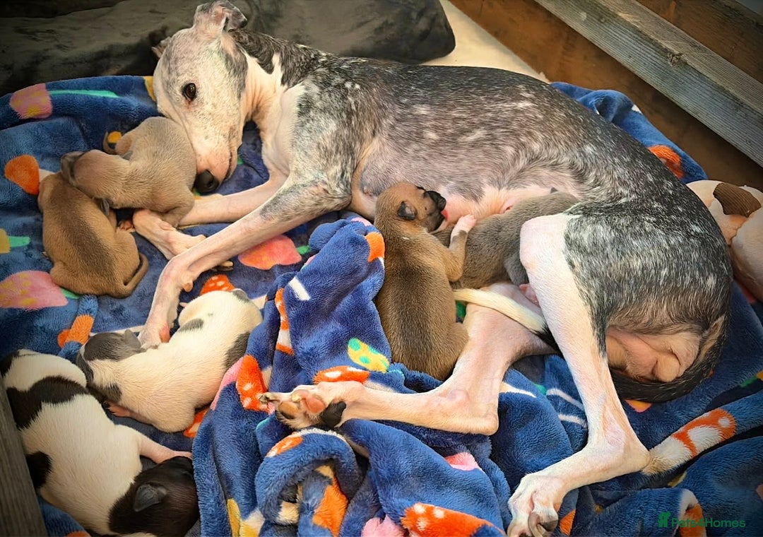 Mixed Breed dogs for sale: Italian Greyhound cross Whippet/Italian Greyhound  - Advert 3