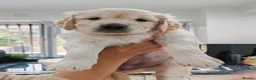 Golden Retriever dogs for sale: Mark Flanagan & Valerie Rochard  - Advert 34