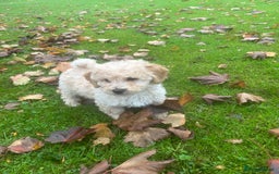 Poochon dogs for sale: Beautiful F1 Poochons - Image 3
