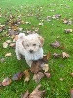 Poochon dogs - Advert 11