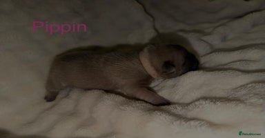 French Bulldog dogs French bulldog puppies  - Advert 13