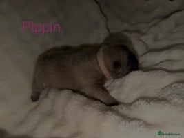 French Bulldog dogs French bulldog puppies - Advert 3