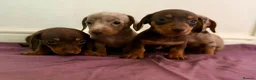 Dachshund dogs for sale: Dachshund tiny babies  in Barnsley - Advert 8