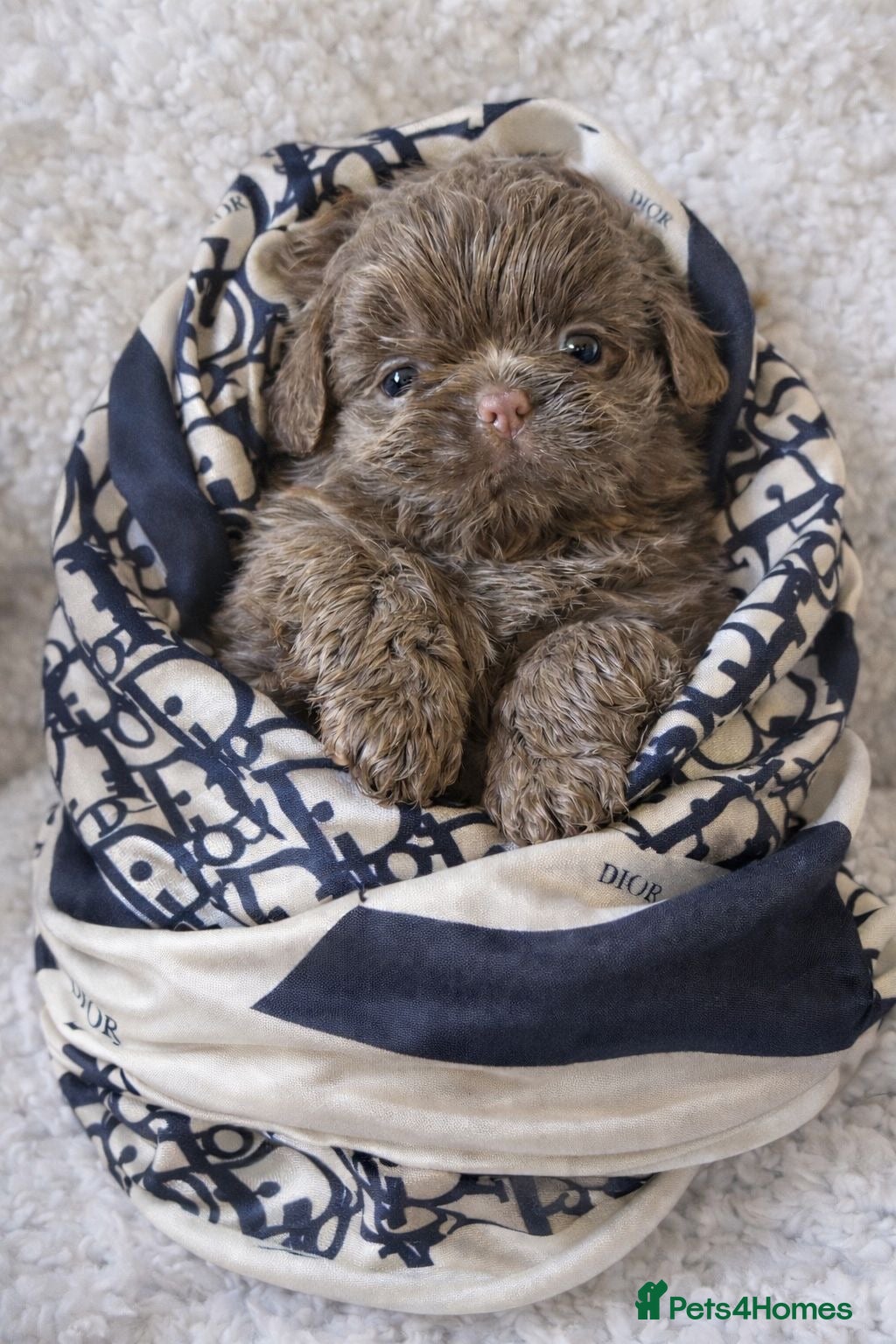 Shih Tzu dogs  Beautiful HEALTH TESTED KC Pearl Female - Advert 1