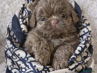 Shih Tzu dogs Beautiful HEALTH TESTED KC Pearl Female - Advert 1