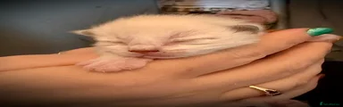 Ragdoll Kitten 4