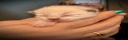 Ragdoll cats for sale: VIEWING WELCOME 5 Ragdoll kittens 2 RESERVED - Advert 7