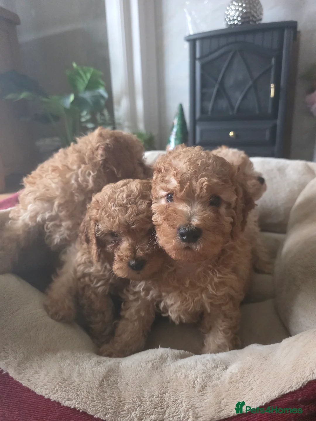 Cockapoo dogs for sale: Cream Cockapoo puppies - Advert 9