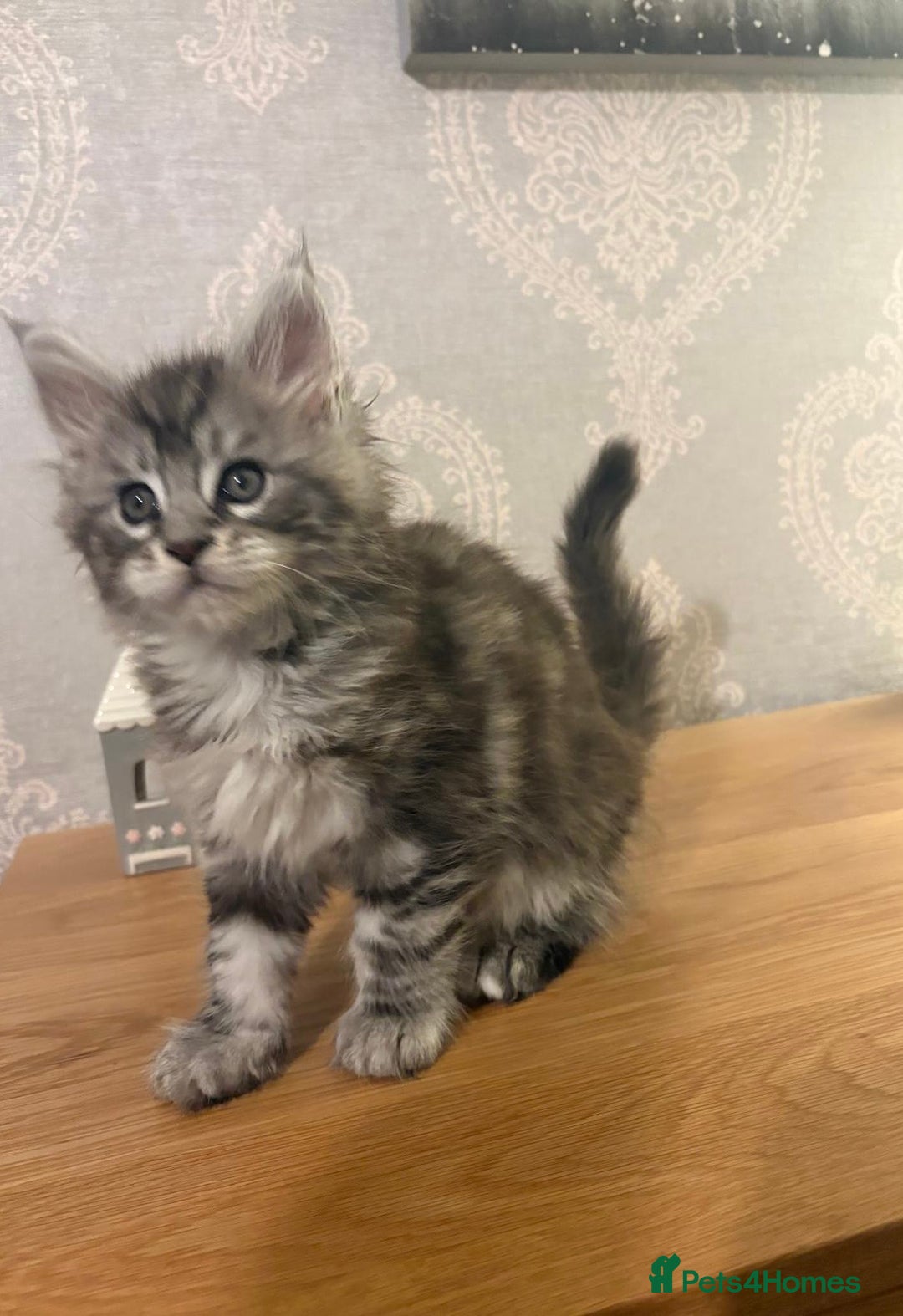 Maine Coon cats for sale: Stunning Maine coon kittens - Image 9