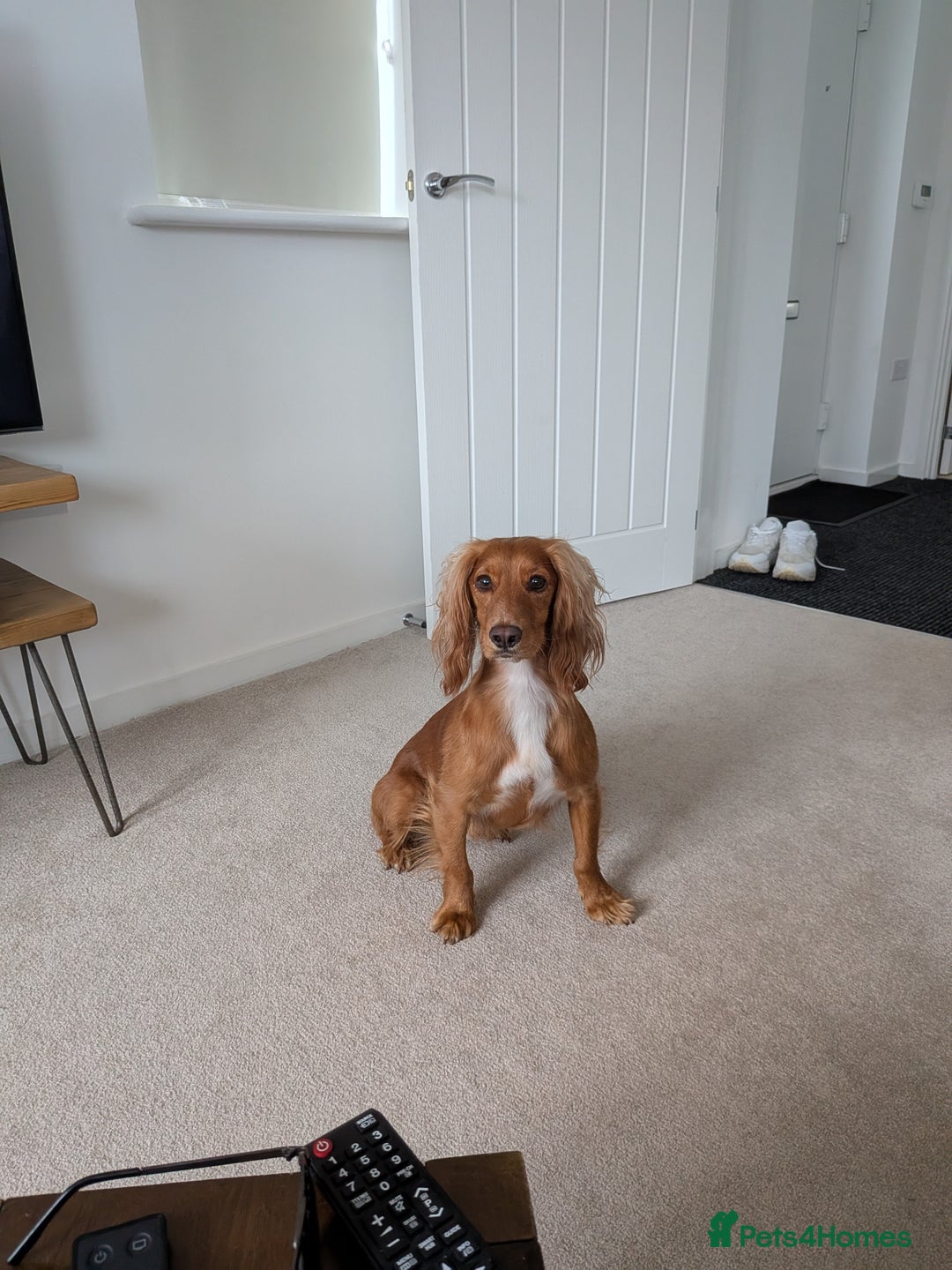 Cocker Spaniel dogs for sale: 2 year old cocker spaniel - Advert 5