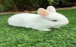 Netherland Dwarf rabbits for sale: Pure Netherland Dwarf  - Image 4