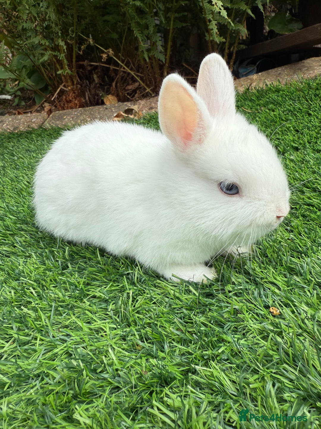 Netherland Dwarf rabbits for sale: Pure Netherland Dwarf  - Image 4