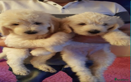 Labradoodle dogs for sale: Multigenerational Medium /Mini Labradoodles  - Image 21