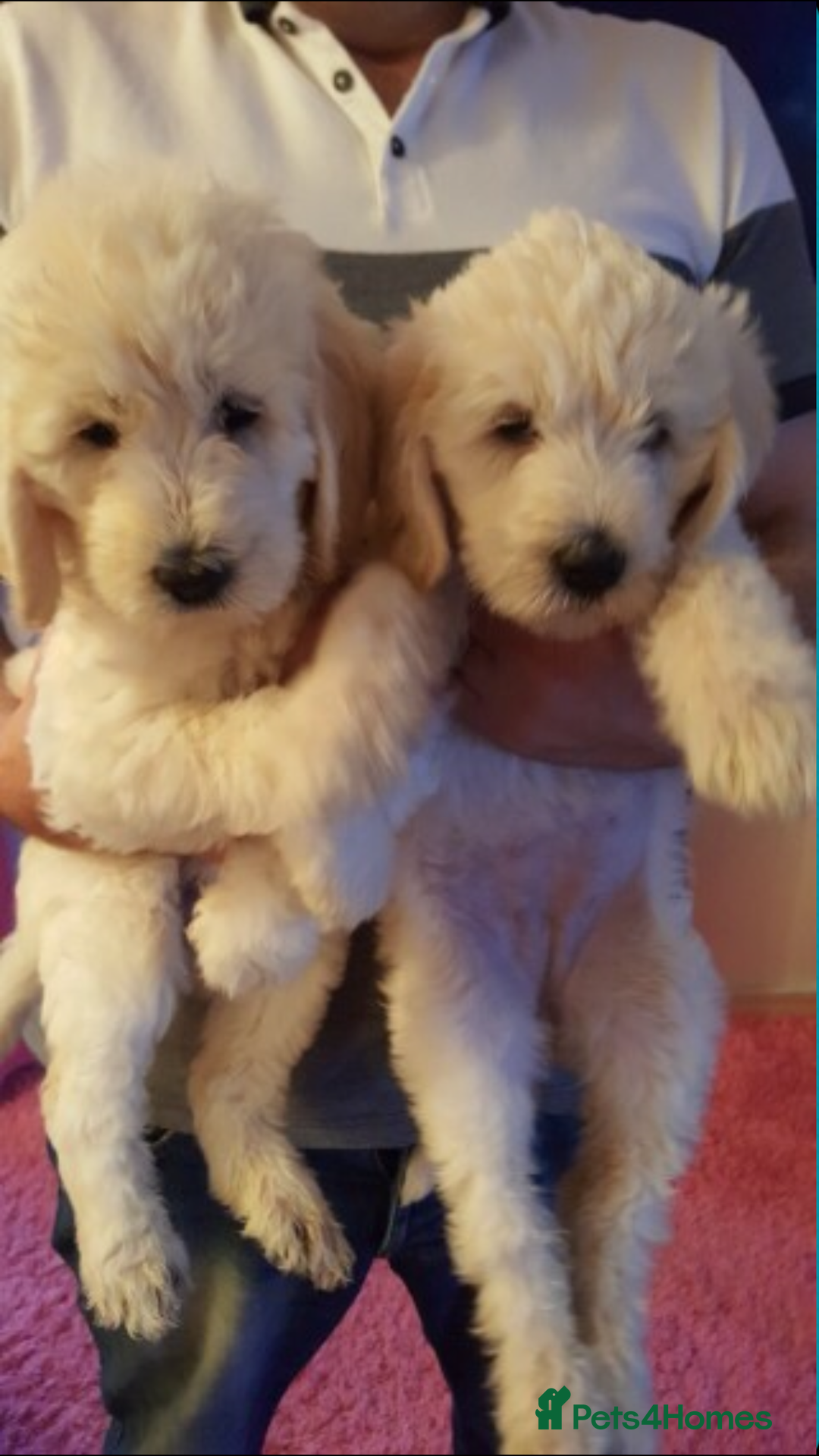 Labradoodle dogs for sale: Multigenerational Medium /Mini Labradoodles  - Image 21