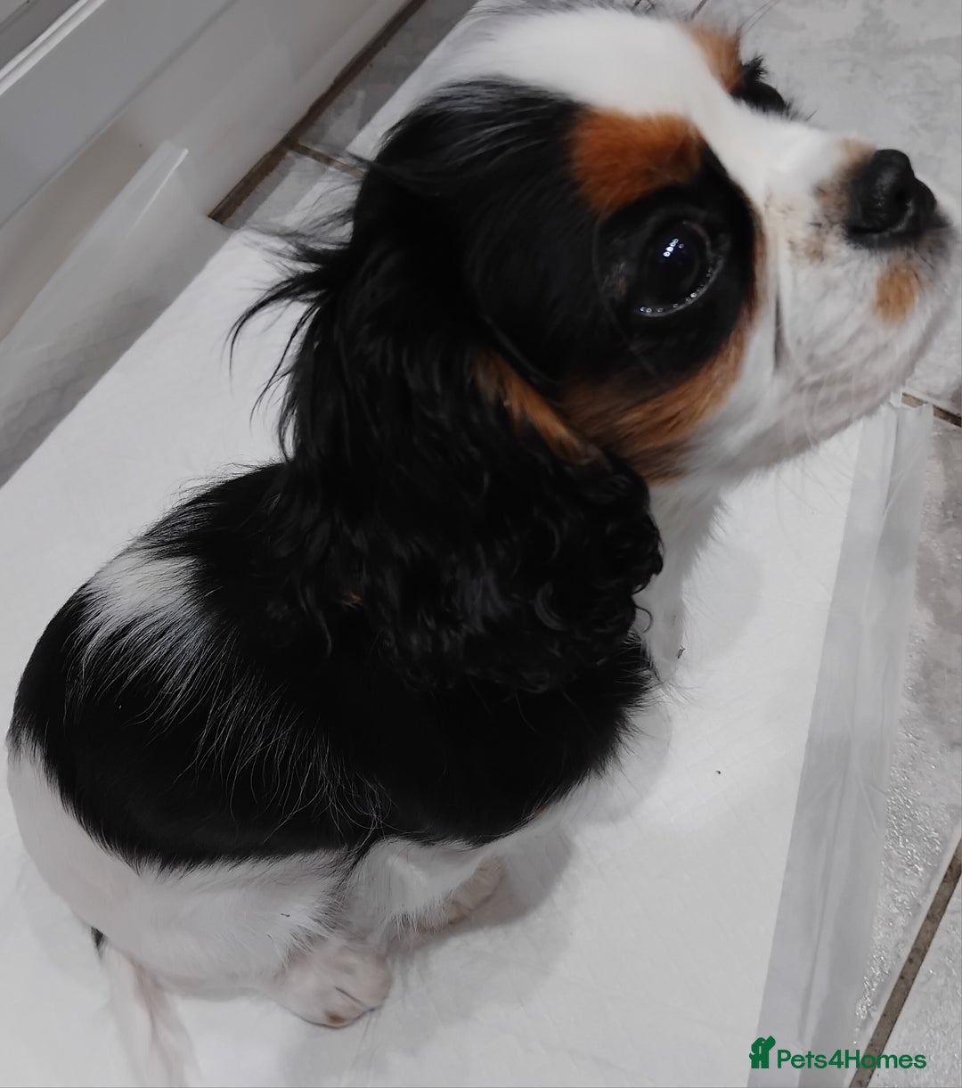 Cavalier King Charles Spaniel dogs for sale: Pedigree Cavalier King Charles GIRL - Advert 3