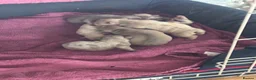 French Bulldog dogs for sale: Beautiful KC Reg French Bulldog Pups - Advert 10