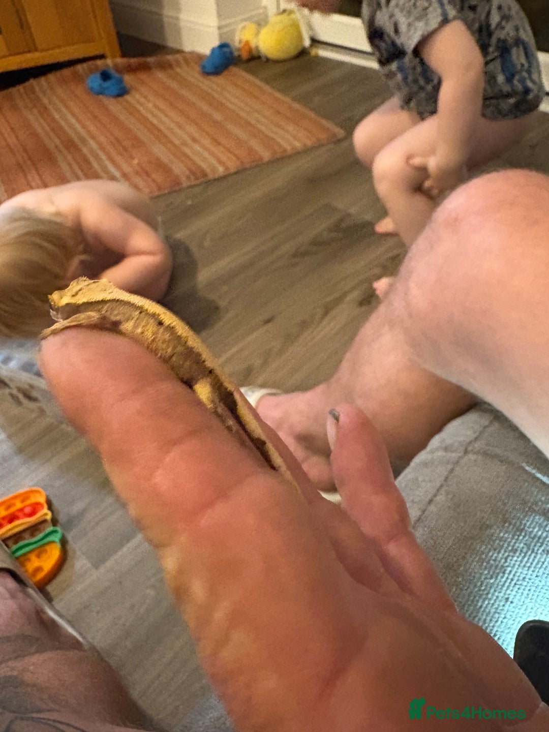 Gecko reptiles for sale: Pinstripe harleyquin crested geckos  - Image 3