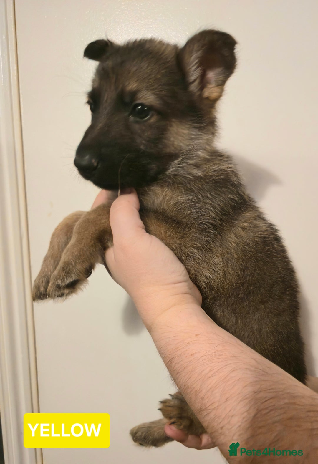 German Shepherd dogs for sale: German Shepherd Puppies - Advert 17
