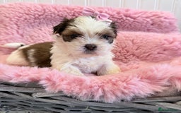 Shih Tzu dogs for sale: 3 Beautiful Shih Tzu girls left 🐶⭐️ - Advert 6