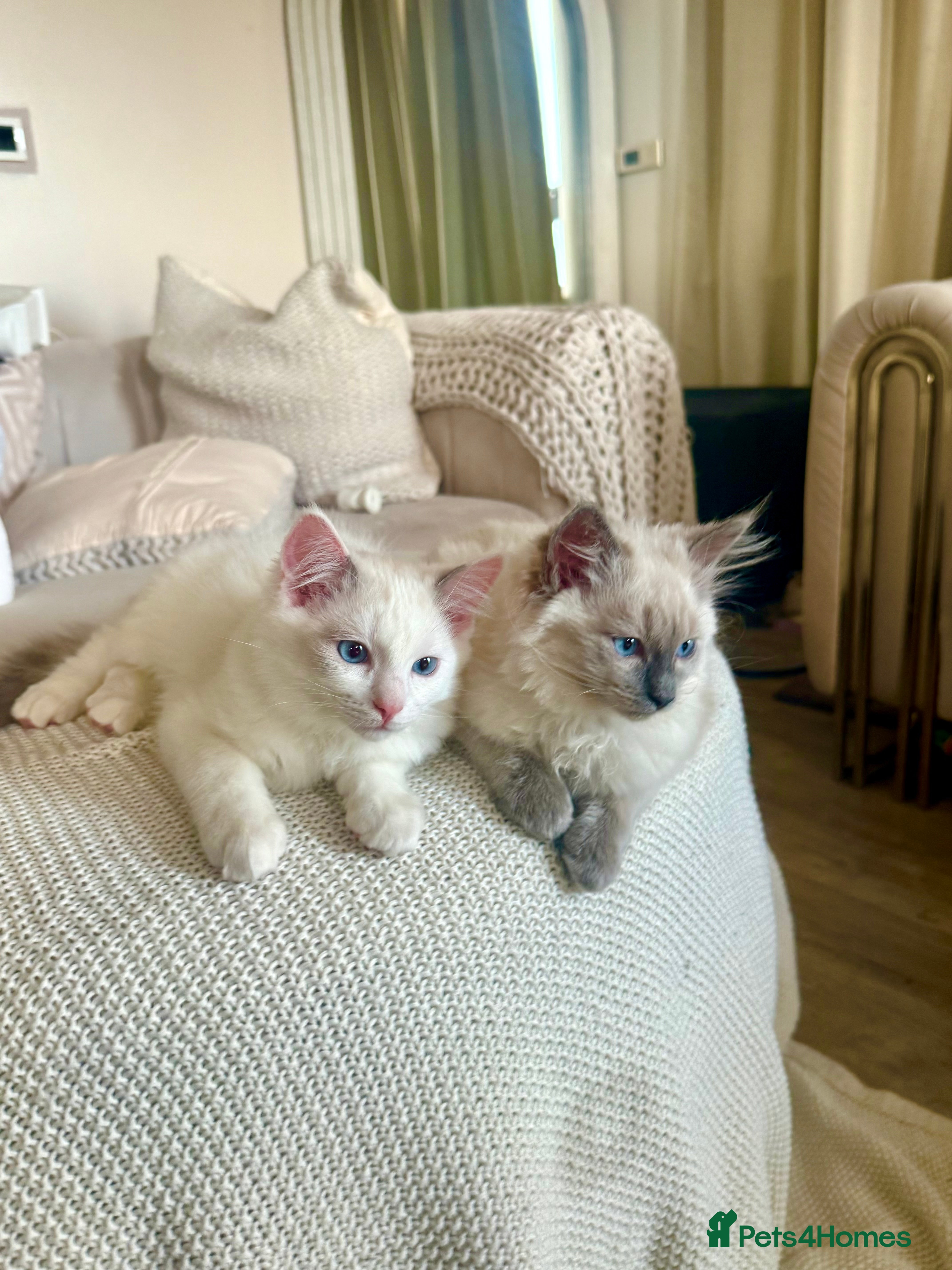 Ragdoll cats Beautiful affectionate pedigree ragdoll kittens 💙 - Advert 1