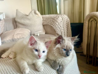 Ragdoll cats Beautiful affectionate pedigree ragdoll kittens 💙 - Advert 11