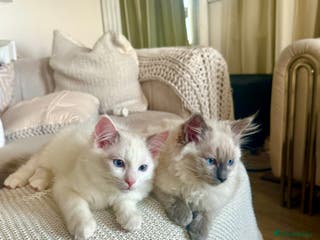 Ragdoll cats Beautiful affectionate pedigree ragdoll kittens 💙 - Advert 1