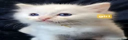 Ragdoll cats for sale: 3 girls and 2 boys ragdoll kitten ready 4 new home in Welwyn Garden City - Advert 32