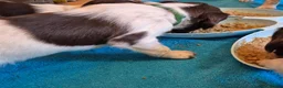 English Springer Spaniel dogs for sale: Working English Springer Spaniel pups boys in Bridgwater - Advert 6