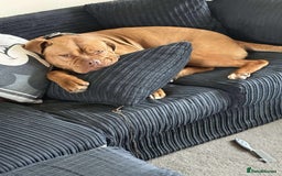 Dogue De Bordeaux dogs for sale: Bourdeau for sale  - Image 9