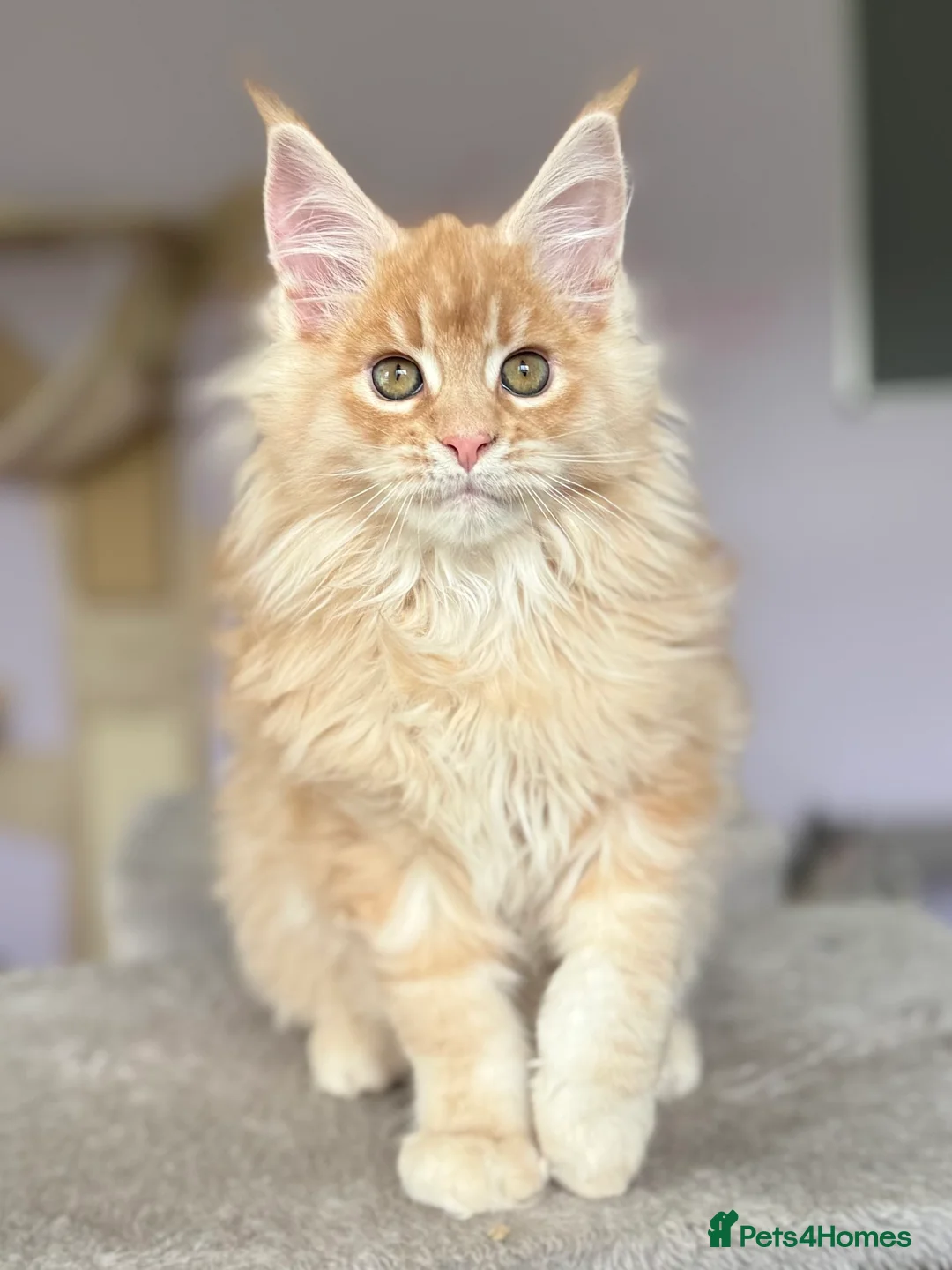 Maine Coon cats for sale: Stunning Registered Maine Coon Kittens-Home raised in Banbridge - Advert 2
