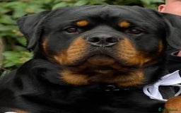 Rottweiler dogs for stud: PROVEN KC REG ROTTWEILER STUD  - Image 1
