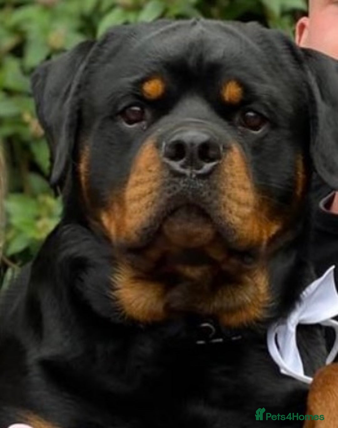 Rottweiler dogs for stud: PROVEN KC REG ROTTWEILER STUD  - Image 1