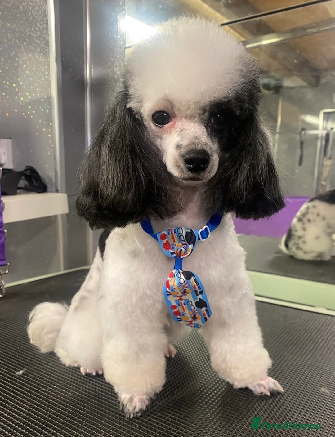 Toy Poodle dogs for stud: Tiny Asian toy poodle 8 inch tall  in Maesteg - Advert 3