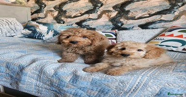 Cockapoo dogs Cockapoo - Advert 13