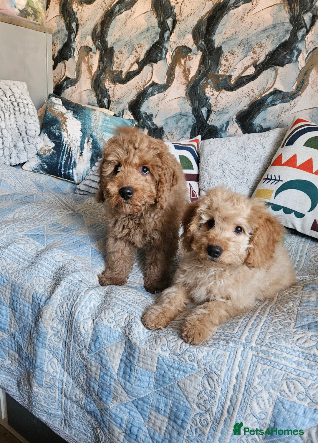 Cockapoo dogs for sale: Cockapoo - Advert 2