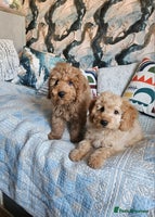 Cockapoo dogs Cockapoo - Advert 4