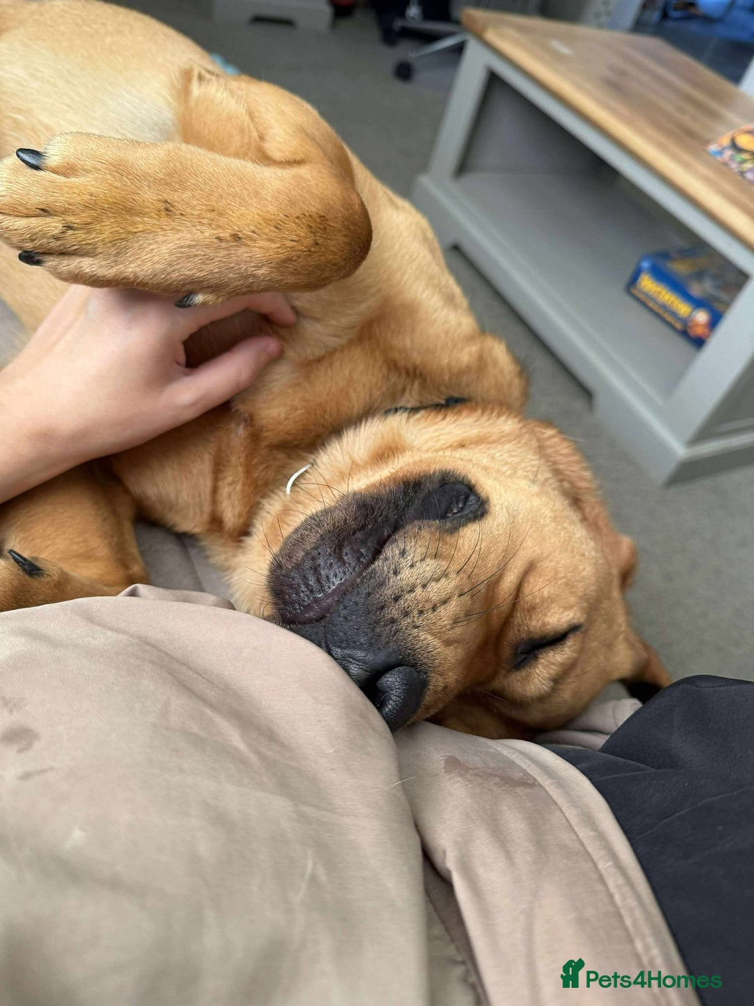 Mixed Breed dogs for adoption: Taz needs a perfect home  - Advert 8