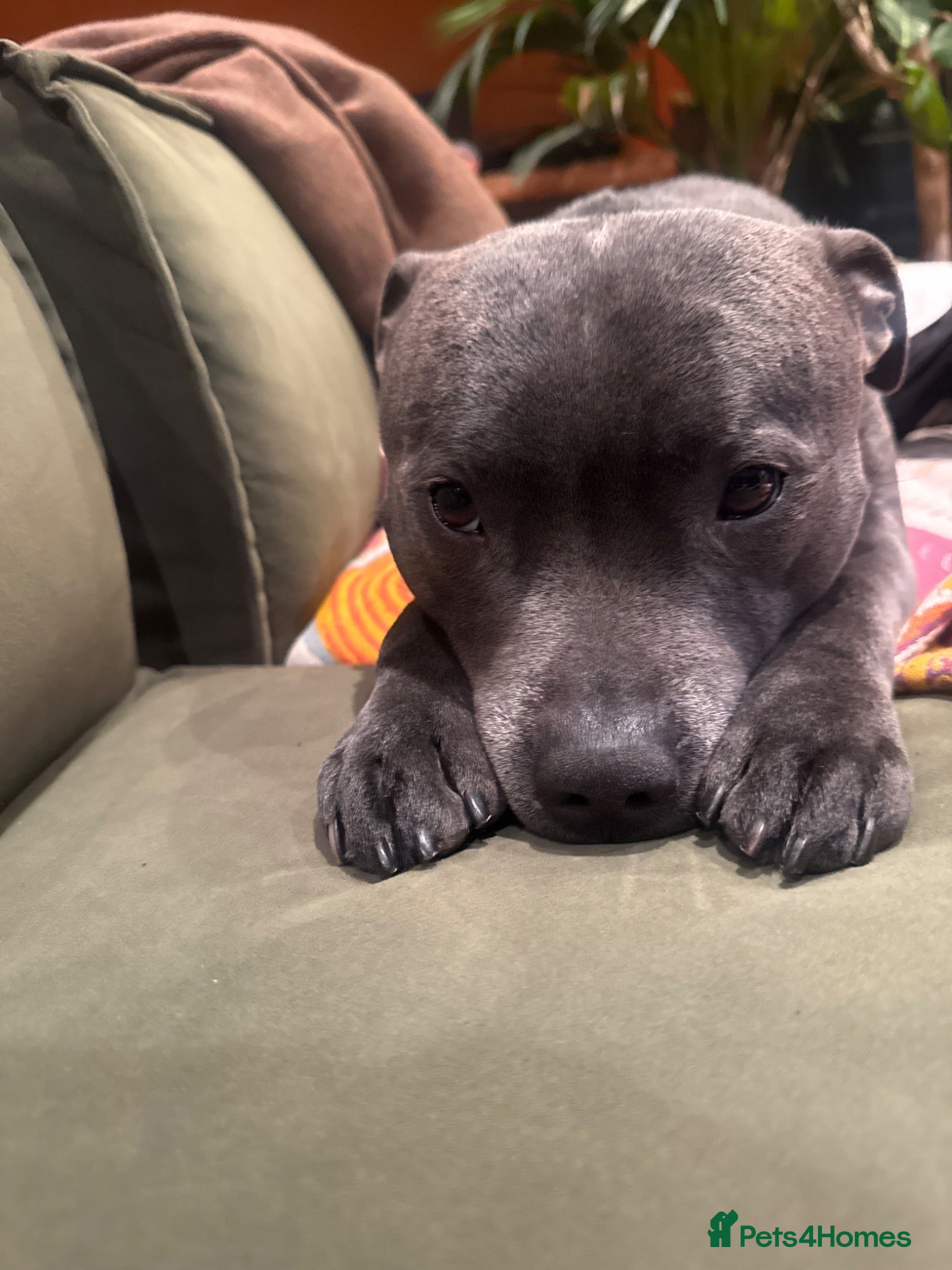 Staffordshire Bull Terrier dogs Athletic loving temperament blue staff stud - Advert 1