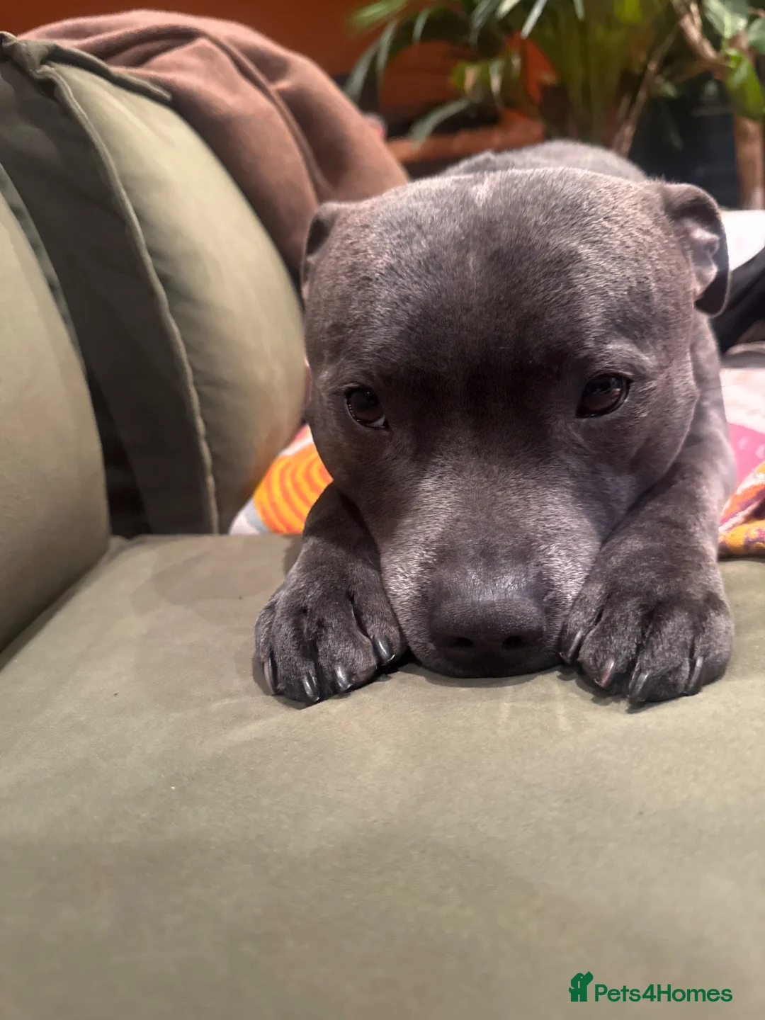 Staffordshire Bull Terrier dogs for stud: Athletic loving temperament blue staff stud in London - Advert 1