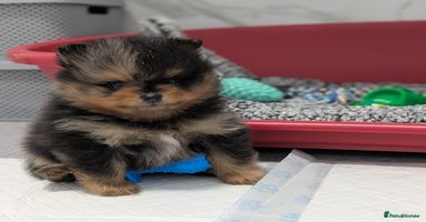 Pomeranian dogs in Hartlepool - Advert 5