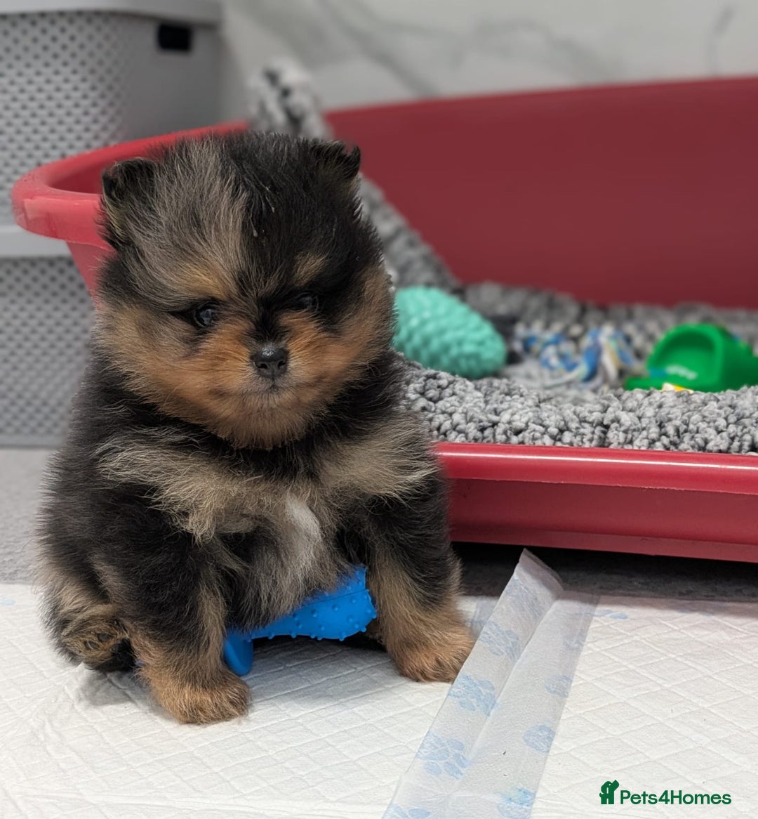 Pomeranian dogs for stud: BEST LOOKING TEDDY ** MERLE & TAN STUD IN THE UK  in Hartlepool - Image 2