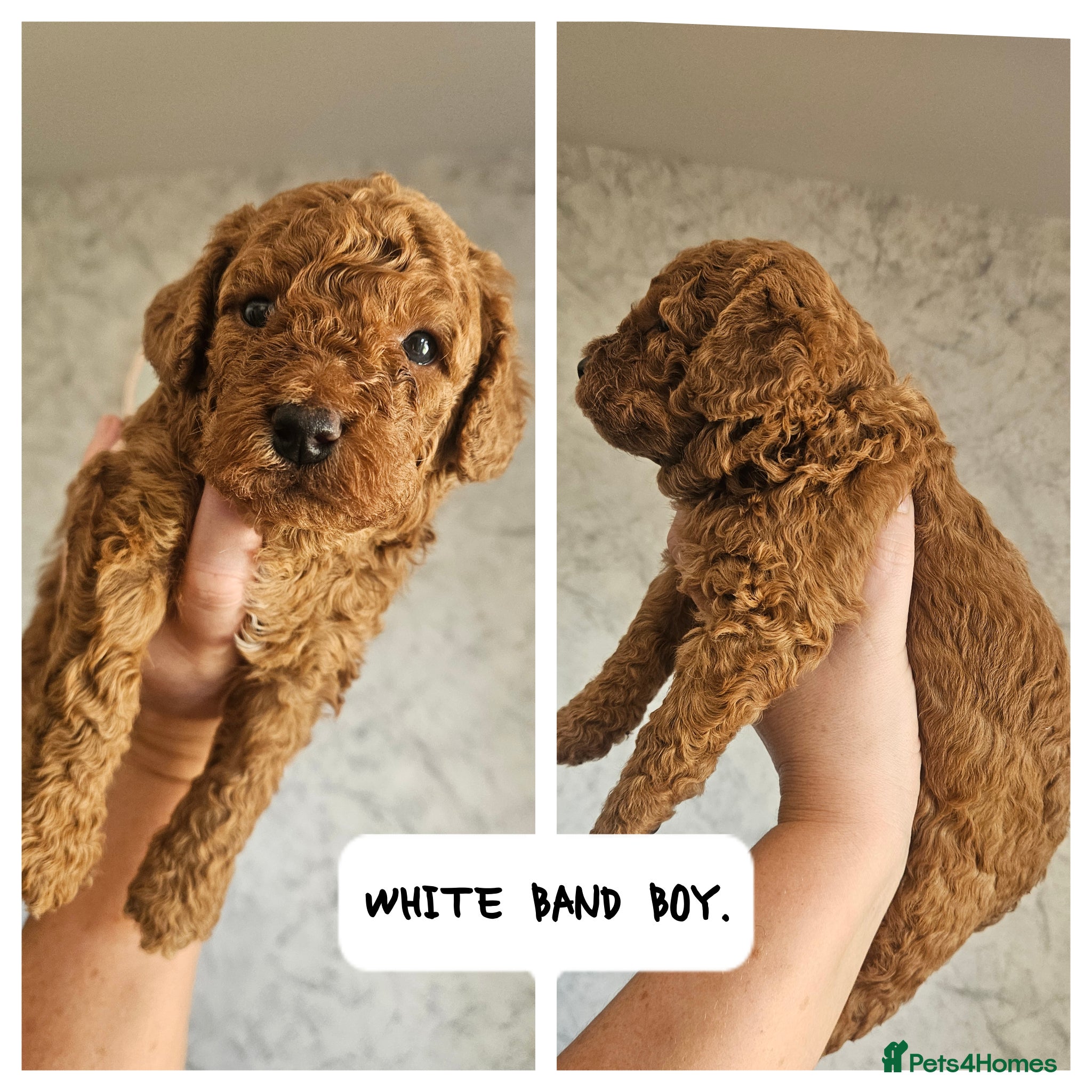 Mini Goldendoodle dogs for sale: 🐾✨ Beautiful Toy Goldendoodle Puppies  ✨🐾 - Advert 10